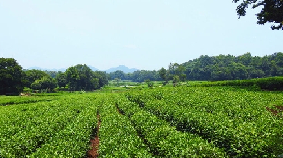 山东泰安数字茶园